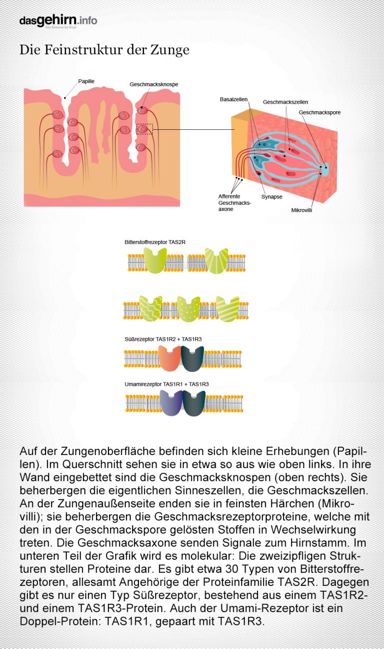 Das dreiteilige Schaubild zeigt, wie die Zunge Geschmacksstoffe wahrnimmt, basale Geschmacksqualitäten unterscheidet und als Nervensignale weitergibt. Grafikerin: Meike Ufer [nach Bear, Connors, Paradiso 2009]