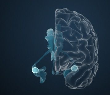 Die Amygdala ist ein wichtiges Kerngebiet im Temporallappen, welches mit Emotionen in Verbindung gebracht wird. Es bewertet den emotionalen Gehalt einer Situation und reagiert besonders auf Bedrohung. Die Amygdala – zu Deutsch Mandelkern – wird zum limbischen System gezählt. © dasGehirn.info