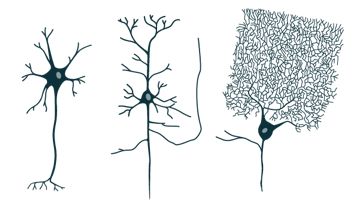Je nach Anzahl der Fortsätze werden Neurone in unterschiedliche Typen eingeteilt. Hier sieht man ein unipolares Neuron eines Wirbellosen (links), eine bipolare Zelle aus der Retina (mittig) und eine pseudounipolare Nervenzelle des Spinalganglions, das dem Rückenmark Informationen zuträgt. © Niklas Hippel