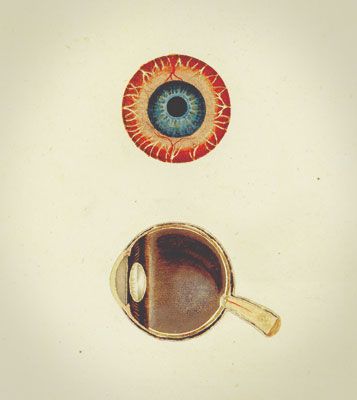 Zeichnung der Macula lutea. © Samuel Thomas Sömmering, Franfurt am Main, 1801.