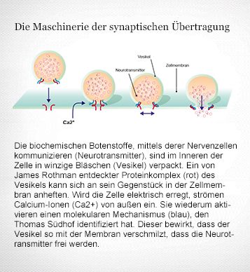 Das Verhalten von Vesikeln (Containerbläschen) in Zellen ist das Spezialgebiet der Medizin-Nobelpreisträger von 2013. Thomas Südhof entdeckte, auf welche Weise Calcium-Ionen die Freisetzung von Neurotransmittern steuern. Grafik: Meike Ufer [nach Informationen des Nobelkomitees, Mattias Karlén]