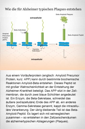 Ein Protein, das in der Zellmembran sitzt, kann durch zwei molekulare Schnitte zu einem schädlichen Peptid verkürzt werden: dem Beta-Amyloid. Grafikerin: Meike Ufer [nach Haass 2010]