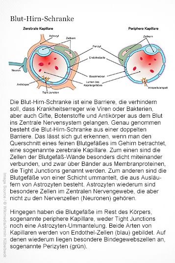 Blut-Hirn-Schranke: Doppelte Barriere zwischen Blutkreislauf und Zentralem Nervensystem. Grafikerin: Meike Ufer [nach Armin Kübelbeck/wikipedia.de ]. 