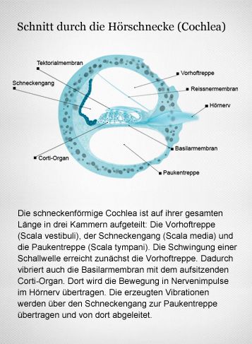 Wichtig im Corti-Organ sind die Haarzellen. Sie ändern ihre elektrische Ladung, sobald die Basilarmembran vibriert. Dadurch entsteht im Hirn ein Höreindruck. Grafikerin: Meike Ufer
