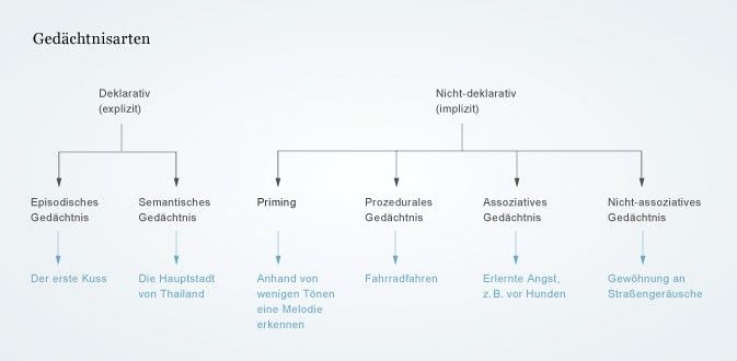 Unterschiedliche Erinnerungen wie Faktenwissen, Fertigkeiten oder emotionale Erlebnisse werden im Gehirn in unterschiedlichen Gedächtnisarten gespeichert.