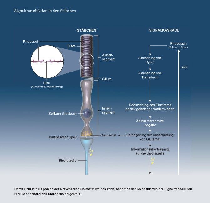 Damit Licht in die Sprache der Nervenzellen übersetzt werden kann, bedarf es des Mechanismus der Signaltransduktion. Hier ist er anhand des Stäbchens dargestellt. Grafiker: Thomas Braun.