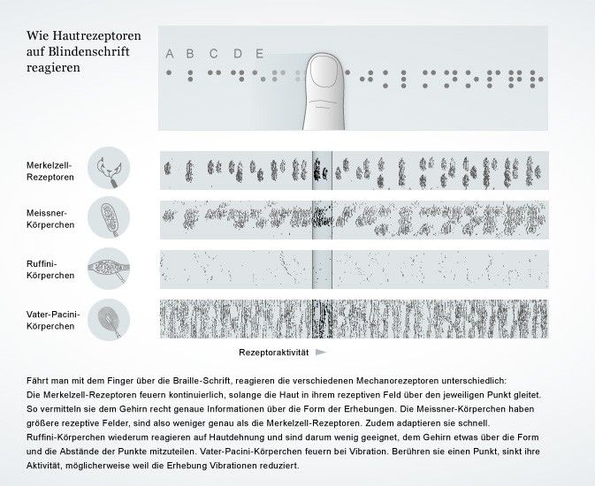 Die Mechanorezeptoren der Haut haben unterschiedliche Zuständigkeiten, die in ihrer Gesamtheit einen guten Eindruck der Berührung liefern. Wie sie arbeiten, kann man beim Ertasten der Blindenschrift erkennen. Grafik nach: J.R. Phillips et al, 1990. Grafikerin: Dana Zymalkowski