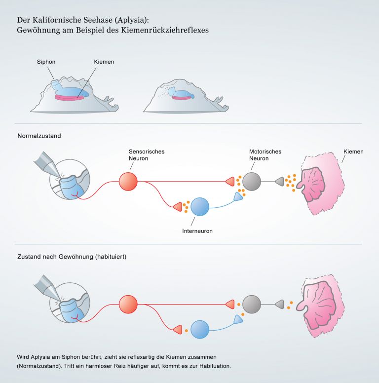 Gewöhnung am Beispiel des Kiemenrückziehreflexes