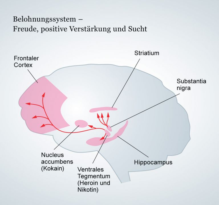 Vernetzung des Belohnungssystems