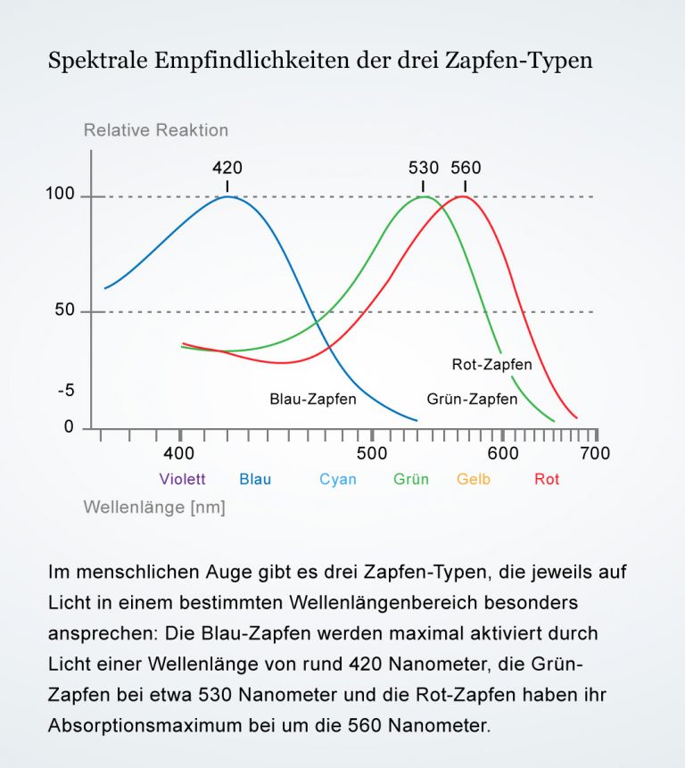 Spektrale Empfindlichkeit der drei Zapfen-Typen